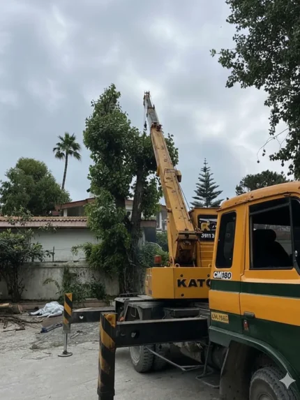 جرثقیل برای حمل درخت